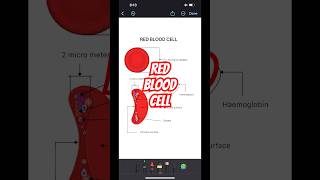 Red blood cell Detailed discription in less than one minute neet biology shorts [upl. by Hadnama316]