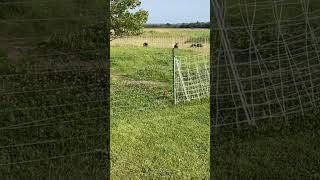 Nigerian Dwarf Goats nigeriandwarf homestead upstateny goatlovers shorts goatlife goat [upl. by Lemkul97]