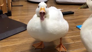 Our Pet White Call Duck Quacking Quacking [upl. by Ailesor591]