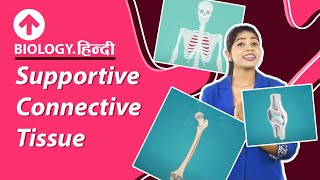 Supportive Connective Tissue  Hindi  Structural Organisation In Animals  Biology [upl. by Nylarej]