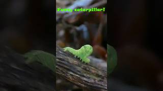 Funny and cute caterpillar caterpillar butterfly cuteanimals animals insects [upl. by Durst778]