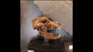 Fossils at the 2022 Tucson Arizona gem show in under a minute prehistoric megalodon teeth fossil [upl. by Ernald]