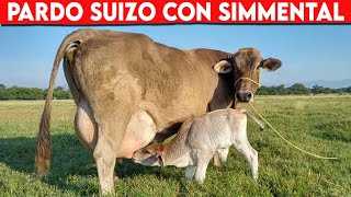 🔴 Cruce De PARDO SUIZO Con SIMMENTAL Como Se COMPORTA ✅ Vacas Lecheras  Doble Propósito [upl. by Aehtela]