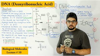 DNA Structure and functions  A type of Nucleic Acid [upl. by Tracey]