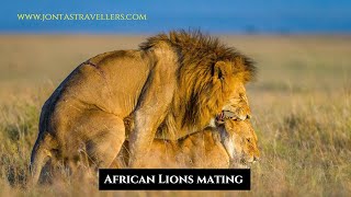 Lions mating at the Nairobi National Park  Rare wildlife footage [upl. by Karli]