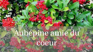 Aubépine الزعرور البري lamie du Coeur  صديق القلب la botanique [upl. by Inele]