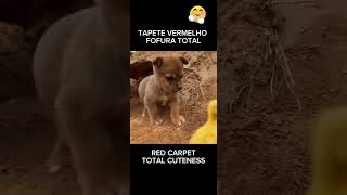 4 Fofuras Cachoros Filhotes 4 cuties dogs cachorrosfofos pets funnyanimal [upl. by Bellina]