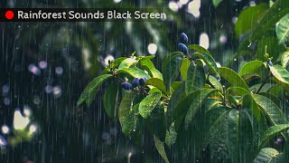 Rainforest Rain Sounds for Sleeping or Studying Black Screen  Fall Asleep Immediately [upl. by Wendy866]