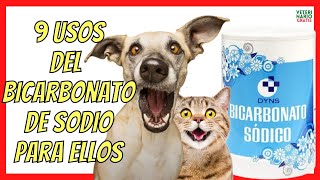 9 USOS DEL BICARBONATO Para PERROS Y GATOS 💚 con PULGAS SARNA GARRAPATAS [upl. by Aneekas]