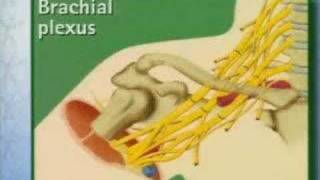 Brachial Plexus Anatomy [upl. by Kunkle]