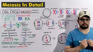 Cell cycle Meiosis Steps Explained in Detail [upl. by Christina]