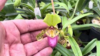 Elite Orchids  Paphiopedilum greenhouse September 2023 Eliteorchids [upl. by Furlani]