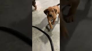 6 week old redbone coonhound puppy [upl. by Loats]