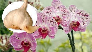 Ail  un véritable élixir pour les orchidées Dans un mois il fleurira comme jamais auparavant [upl. by Aibat359]