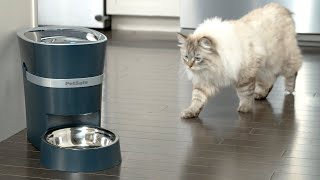 Feed Your Pet from Your Phone  PetSafe® Smart Feeder [upl. by Ashby]