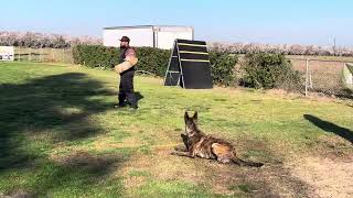 IGP 1 Schutzhund Protection Routine 96 points [upl. by Aztilay]