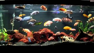 10 Minutes of an African Cichlid Fish Tank [upl. by Mot]