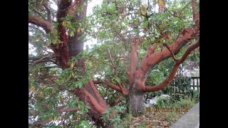 Most Amazing Native tree in Canada Arbutus menziesii the Pacific madrone [upl. by Wisnicki]