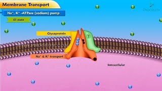 Medical Physiology Animated Video lectures Trailer  Proceum Pvt Ltd [upl. by Squires]