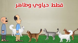 قطط حياوي وطاهر [upl. by Htebi]