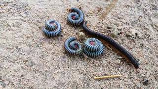 A lot of Millipede Cute Cute to make Circle But some Friend to try Running so Fast OuDom1jm5ji [upl. by Alywt]