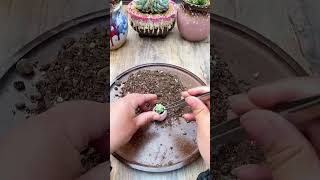 Repot tiny succulents  多肉植物  다육이들  Suculentas [upl. by Einohtna]