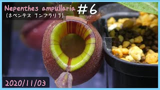 食虫植物栽培日記 Nepenthes ampullaria＃6《ネペンテス》 [upl. by Rodi]