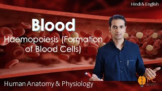 Haemopoiesis Formation of Blood Cells RBCs WBCs and Platelets [upl. by Ailssa489]