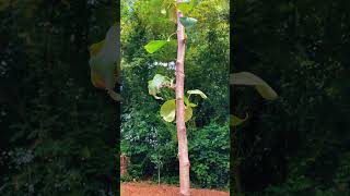 I Have Someone Special backyard backyardgardening gardening gardenfruitplant charlotte [upl. by Trimble]