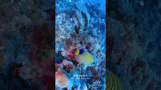 Regal angelfish shorts scubadiving diving [upl. by Milon]