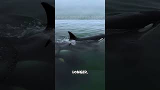 🤯 Orcas The Immortals of the Deep 🤯 Unlocking Their AgeDefying Secrets [upl. by Alliuqal]