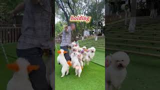 OMG Puppies Teach You To Move funnyanimals funnydog [upl. by Nodnelg56]