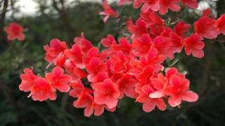 Azalea flower HD1080p [upl. by Edwyna]