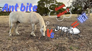 Horse v’s Ant 🐜 update on Colm  vlog 25 [upl. by Aitas]