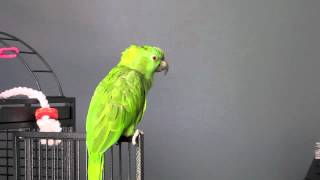 Amazon Parrot Sings You Are My Sunshine [upl. by Vacla]