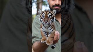 😍little tiger in the hand🫶🏻🥹❤️viralvideo youtubeshorts jungle wildjungle nature officalvideo [upl. by Nonnarb]