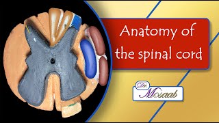 Anatomy of the spinal cord [upl. by Aitetel260]