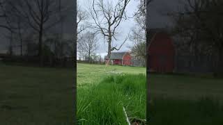 Dropping Ash tree next to a barn part 2 [upl. by Atteugram471]