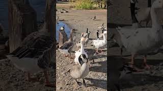 Hungry Honkers Geese Swarm for Snack Surprise at Columbia Park video trending nature [upl. by Anyahc789]