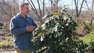 Leatherleaf mahonia Berberis bealei  Plant Identification [upl. by Nilrak]