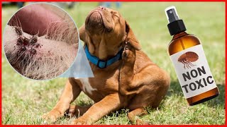 Natural Flea and Tick Prevention That Could SAVE Your Dogs LIFE [upl. by Orpheus598]