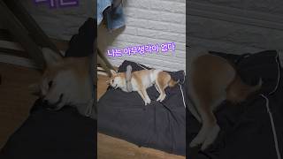 잠자리에 누워서 멍때리는 강아지 shorts dog cute puppy funny pets [upl. by Louisa801]