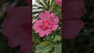 Alcea setosa shorts short viralshorts Alcea setosa [upl. by O'Rourke752]