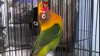 Amazing Sound of Love Bird [upl. by Larimore]