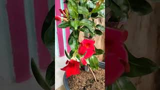 Red Mandevilla flower [upl. by Fregger]