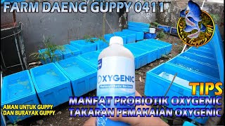 TAKARAN DAN MANFAAT PEMAKAIAN PROBIOTIK OXYGENIC UNTUK GUPPY  30 TANK IKAN FARM DAENG GUPPY 0411 [upl. by Cheslie]