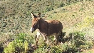 Man Reunited With Donkey After 2 Months [upl. by Niak]