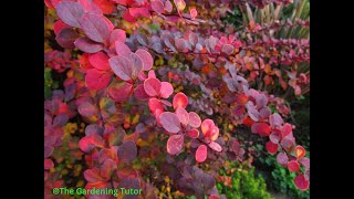 How to Prune Berberis by The Gardening TutorMary Frost [upl. by Nnaitsirhc]