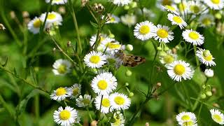 Shoulderstriped Clover Moth Poops while Visiting Daisy Fleabane Flowers [upl. by Arreic741]