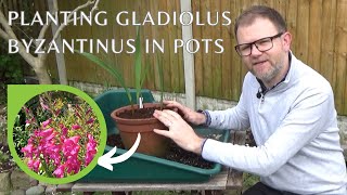 Planting Gladiolus byzantinus in Pots  Spring Flowering Perennial Gladioli Bulb Corm Growing Tips [upl. by Neerol]